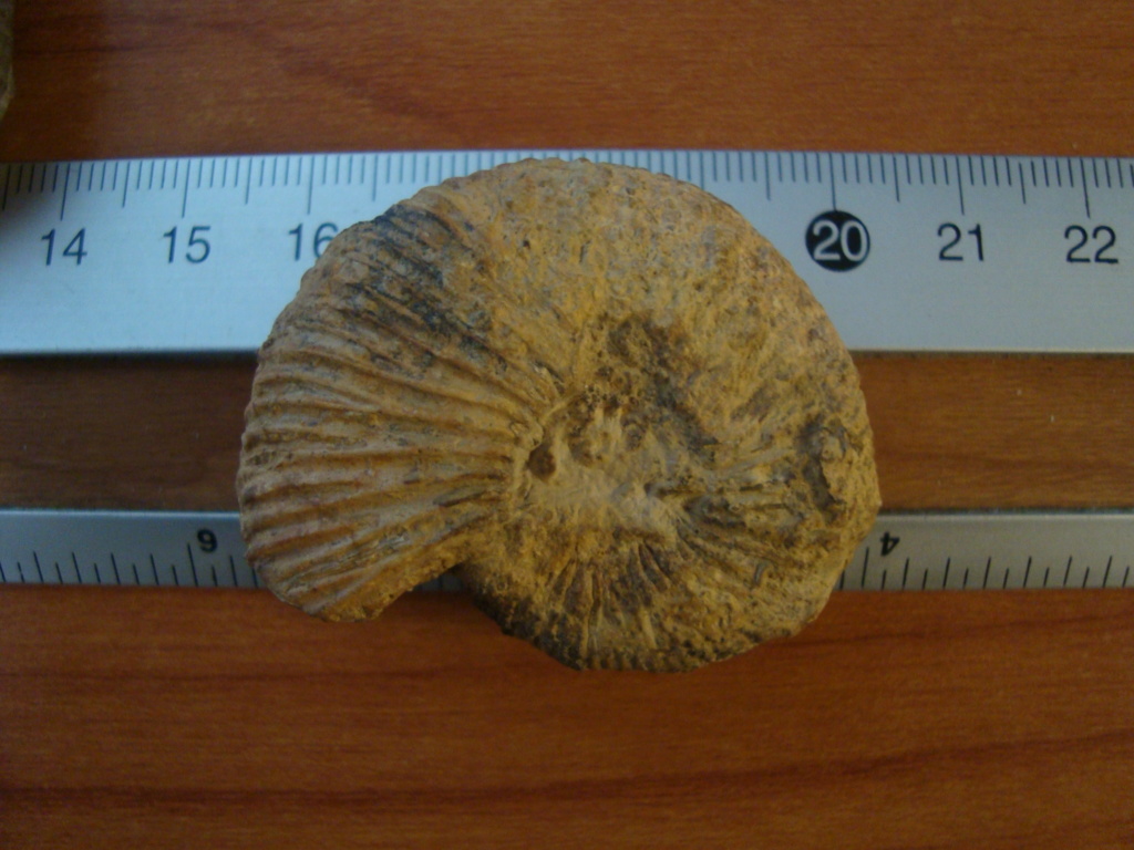 Dos ammonites huerfanos Dsc04511