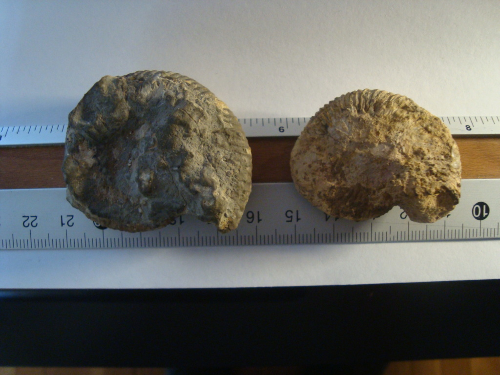 Dos ammonites huerfanos Dsc04514
