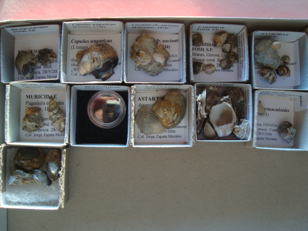Cavolinidae, pteropodo, Clio. Fosil raro Dsc05117