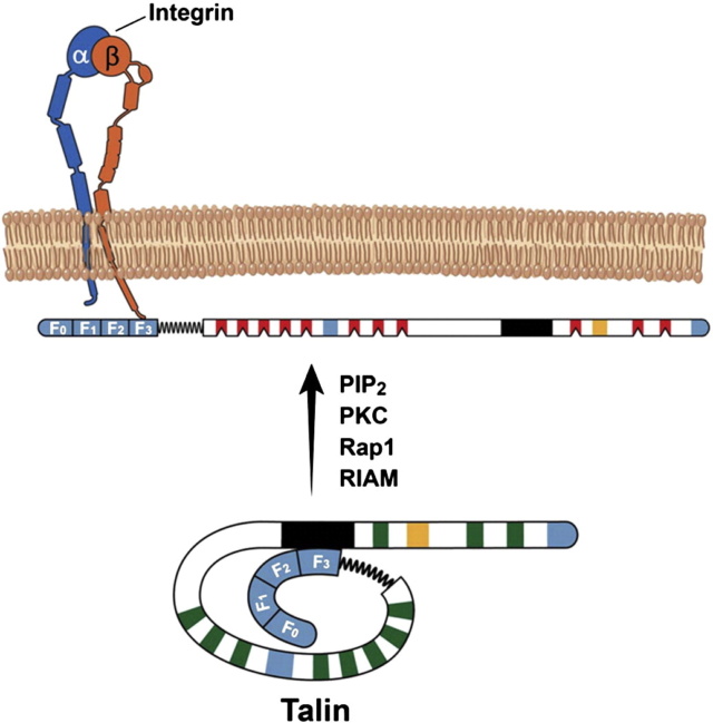 Talin as a mechanosensitive signaling hub 1-s2_013