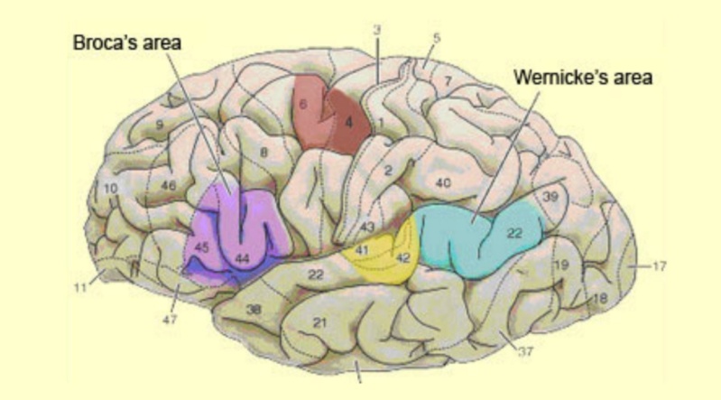 Language: The origin of language 1311