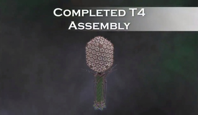 The amazing design of the T4 bacteriophage and its DNA packaging motor 1abcde26