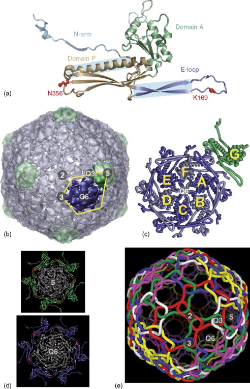 Virus Capsids: A Work of art and marvellous engineering pointing to design 3-s2_010