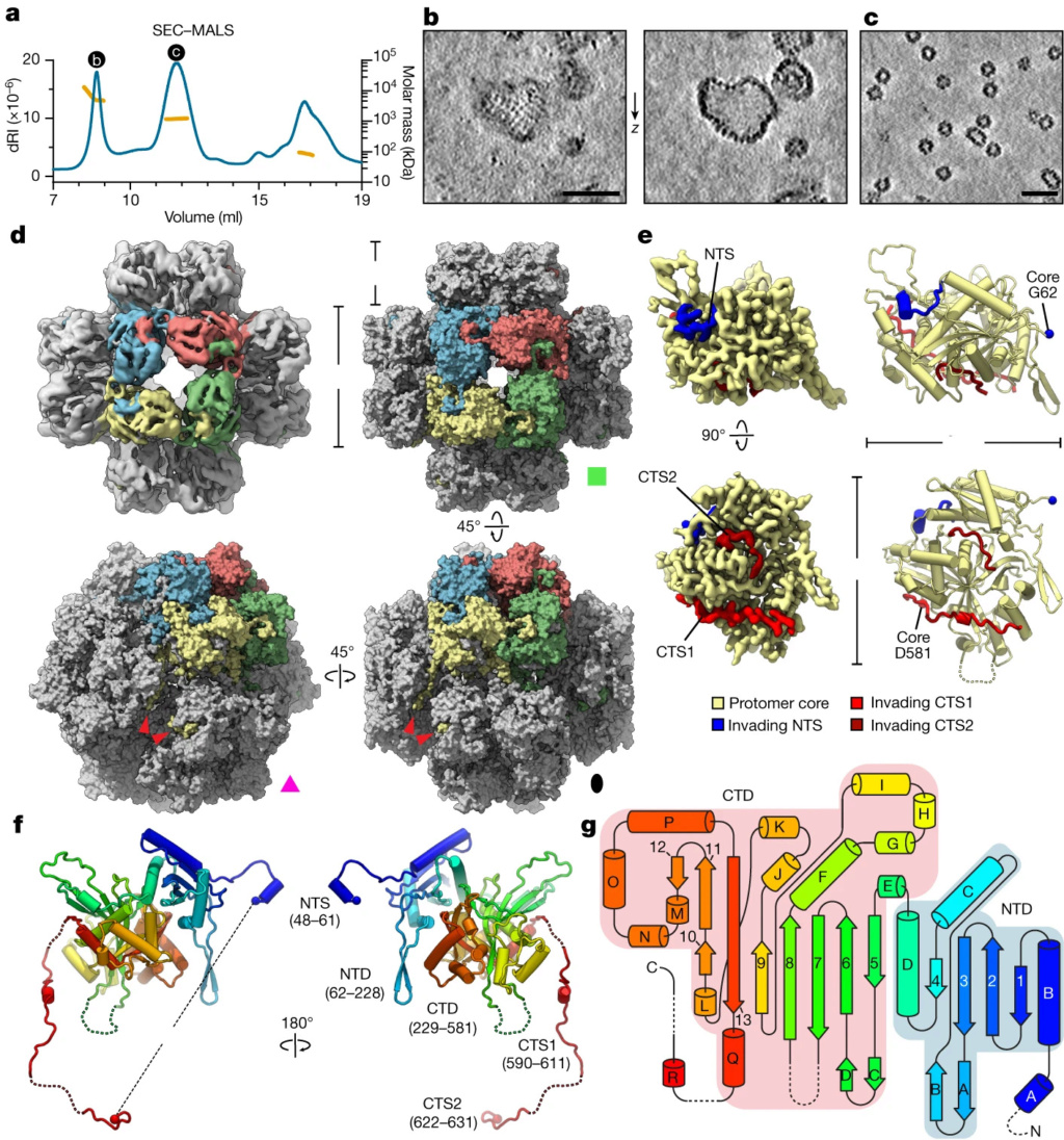 Giant Viruses Called 'Jumbo Phages'  41586_12