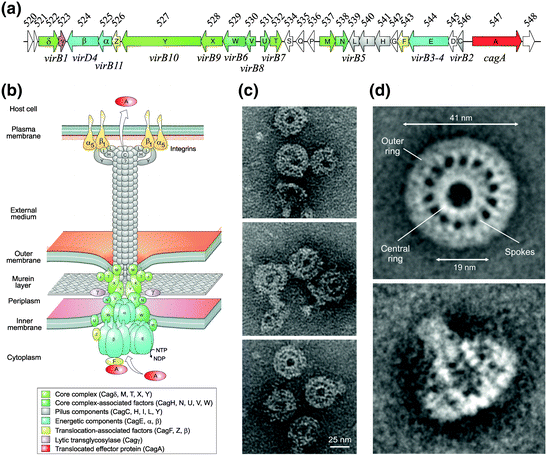 Intelligent microbial warfare: By evolution, or design ? 43639710