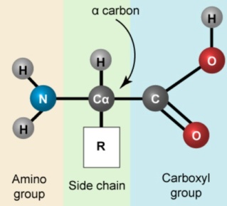Amino Acids: Origin of the canonical twenty  amino acids required for life - Page 2 Aminoa10