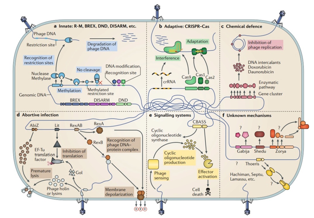 The pan-immune system of bacteria: antiviral defence as a community resource Antivi10