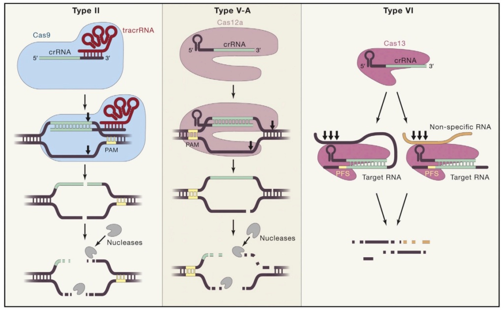 Origin of CRISPR-Cas molecular complexes of prokaryotes Asdafa10
