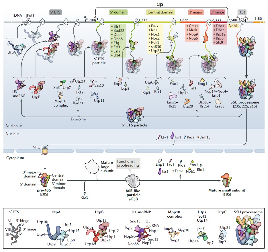 Translation through ribosomes,  amazing nano machines Assemb10