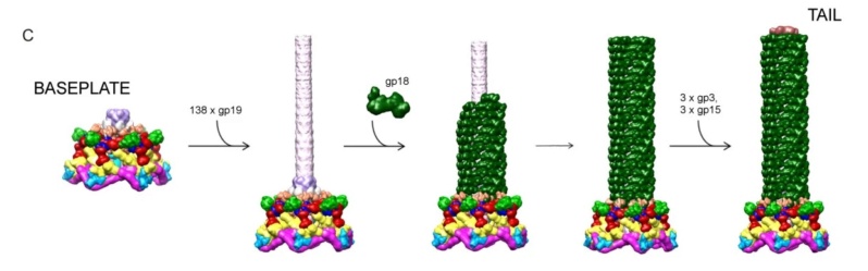 The amazing design of the T4 bacteriophage and its DNA packaging motor Assemb13