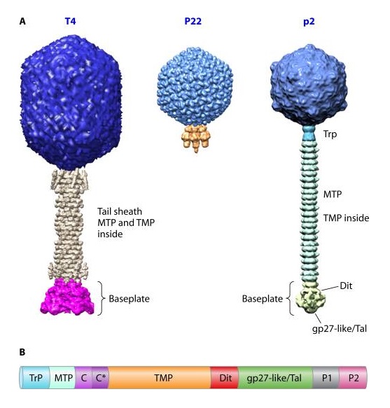 The amazing design of the T4 bacteriophage and its DNA packaging motor Bacter10