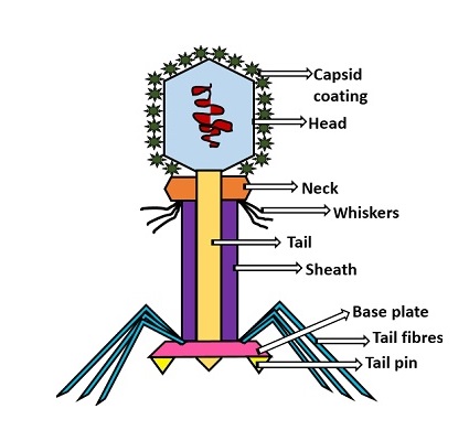 The amazing design of the T4 bacteriophage and its DNA packaging motor Bacter12