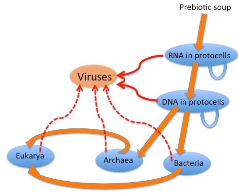 The origin of viruses is another mystery besides the origin of life Bacter15