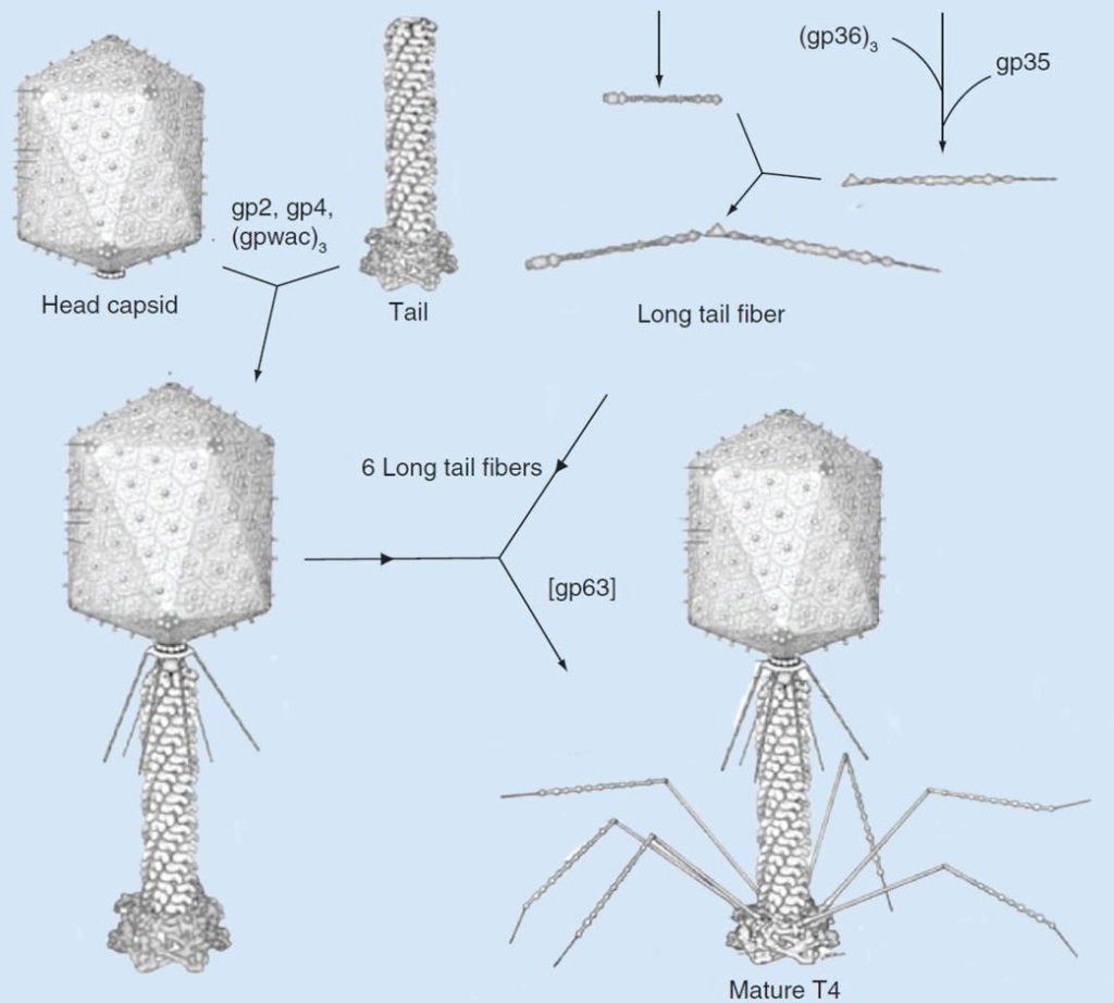 The amazing design of the T4 bacteriophage and its DNA packaging motor Bacter18