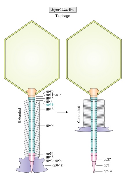 The amazing design of the T4 bacteriophage and its DNA packaging motor Bacter20