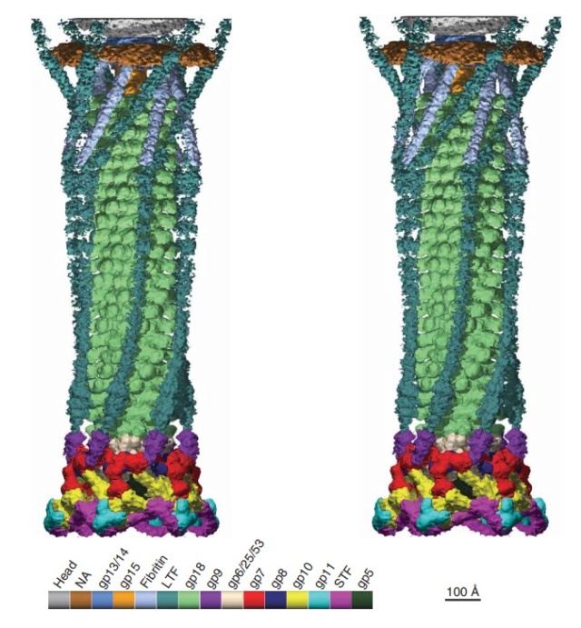 The amazing design of the T4 bacteriophage and its DNA packaging motor Bacter26