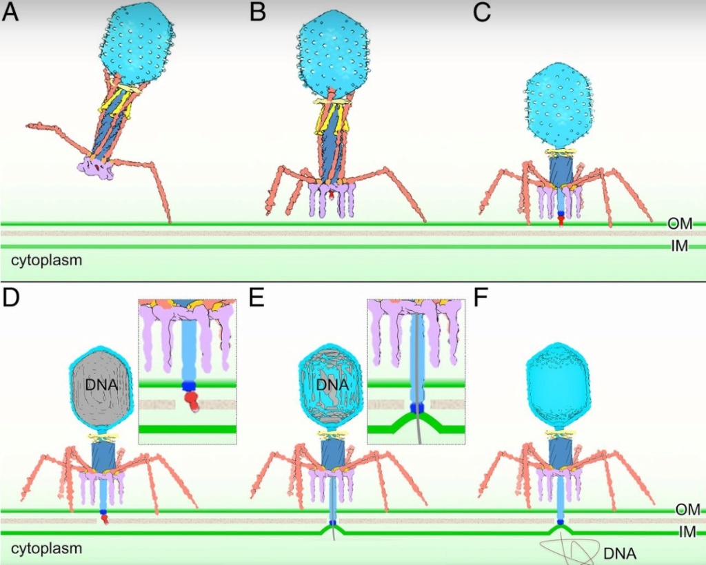 The amazing design of the T4 bacteriophage and its DNA packaging motor Bacter28
