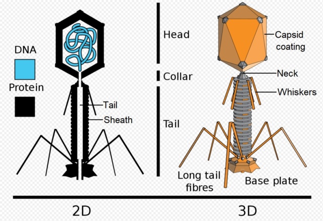 The amazing design of the T4 bacteriophage and its DNA packaging motor Bacter32