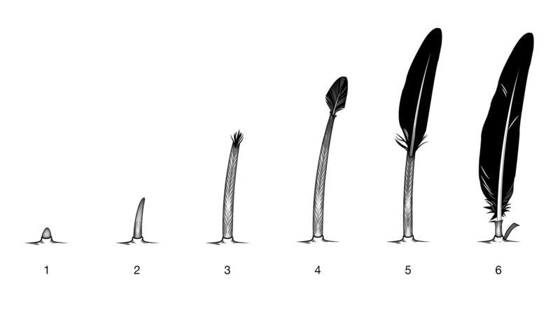 Can the origin of feathers be explained through evolution ?  Bird_b10