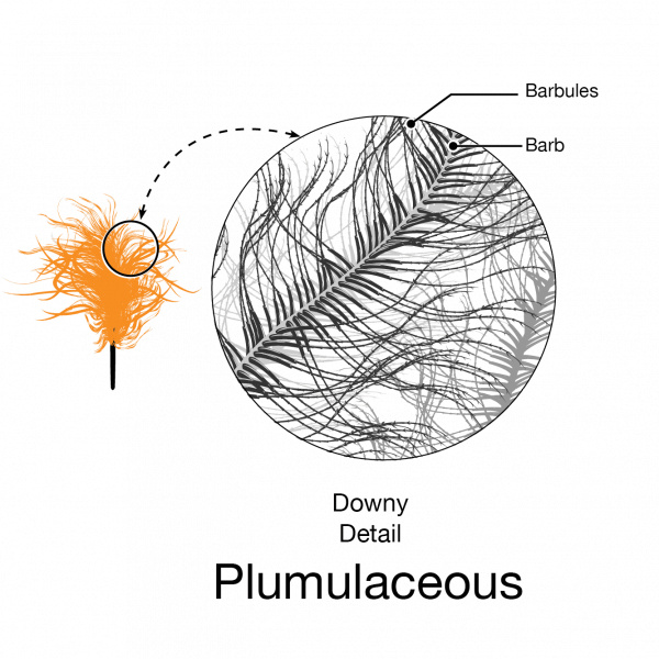 Can the origin of feathers be explained through evolution ?  Bird_b11