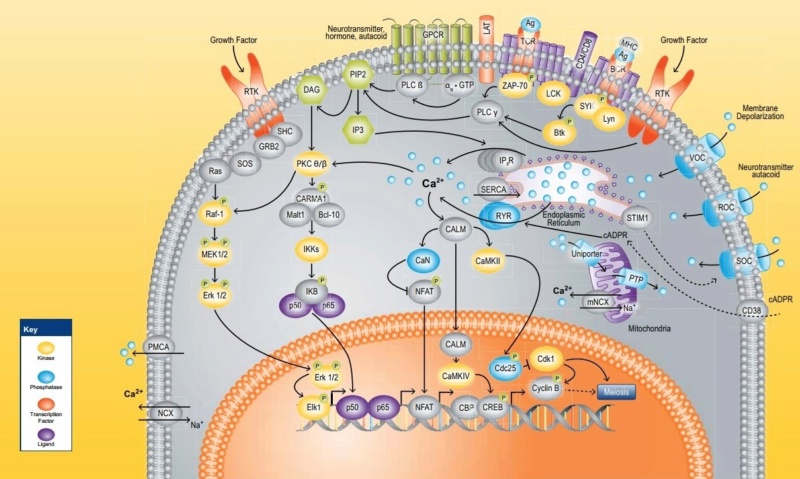 Eukaryogenesis Exposed: The Collapse of Endosymbiotic Theory - Page 2 Calciu10