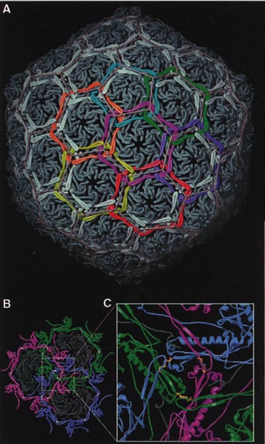 Virus Capsids: A Work of art and marvellous engineering pointing to design Capsid13