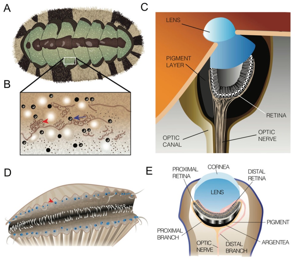 Chiton, the mollusk with a thousand ceramic eyes Chiton10