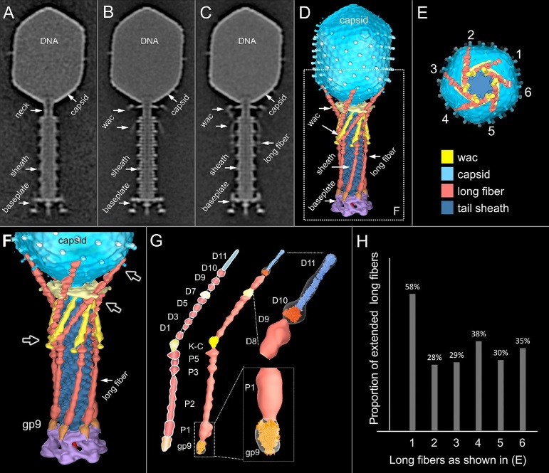 The amazing design of the T4 bacteriophage and its DNA packaging motor Compar10