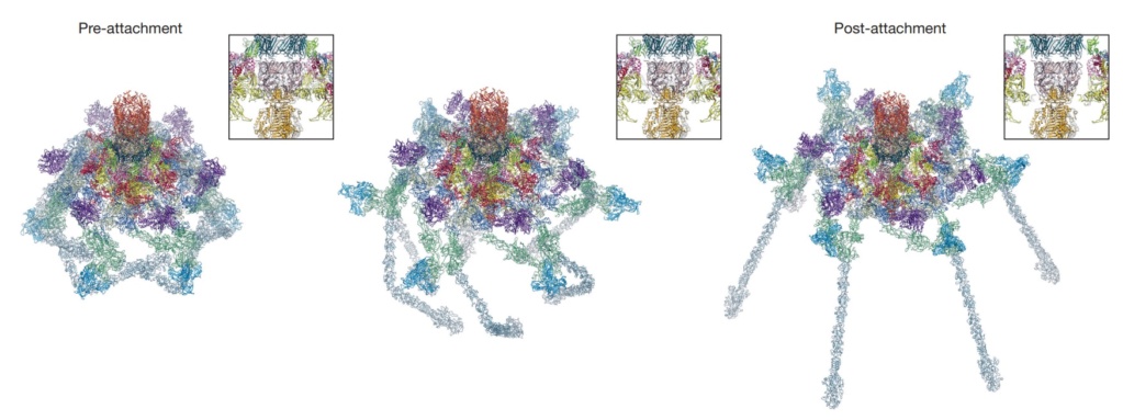 The amazing design of the T4 bacteriophage and its DNA packaging motor Confor11