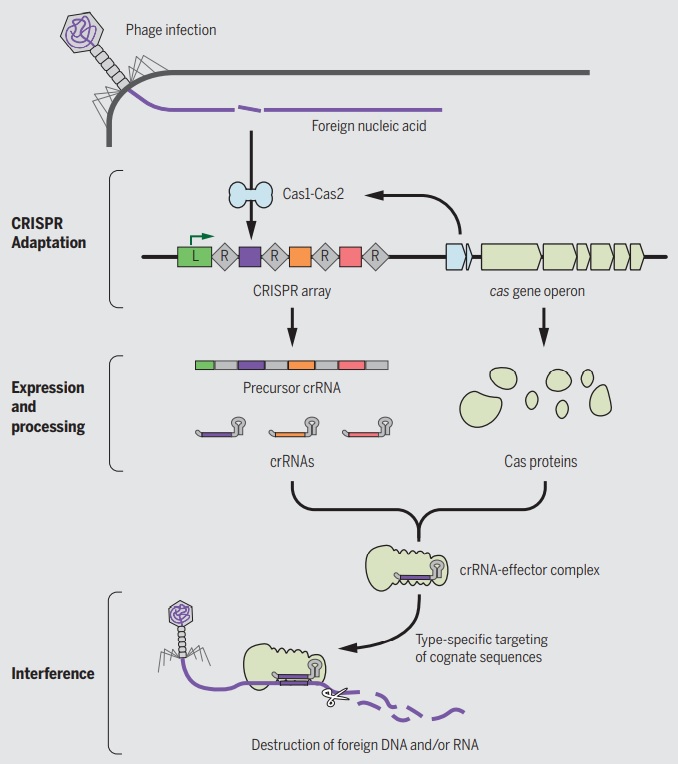 Origin of CRISPR-Cas molecular complexes of prokaryotes Crispr21