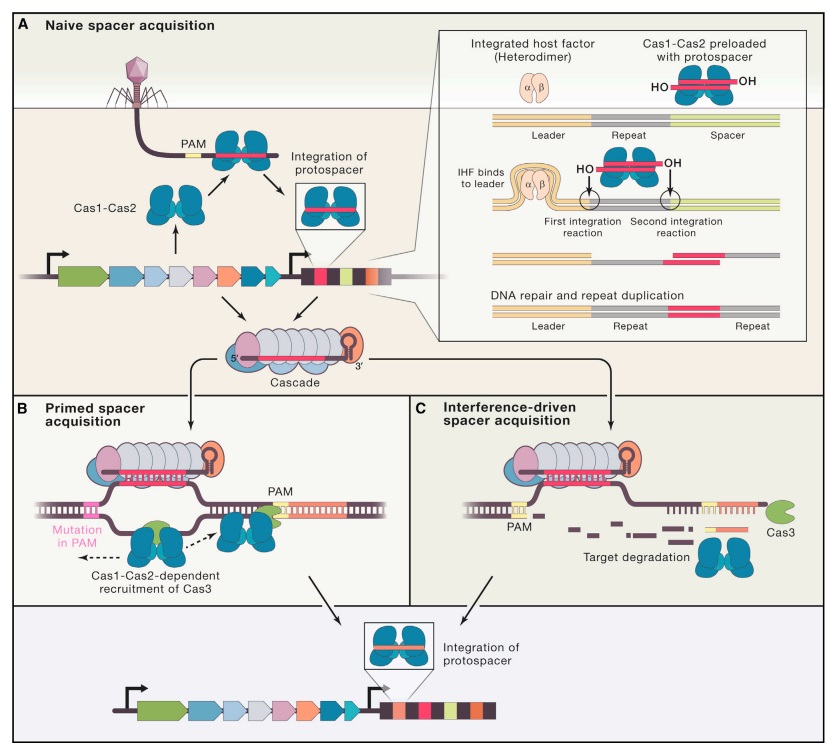 Origin of CRISPR-Cas molecular complexes of prokaryotes Crispr22