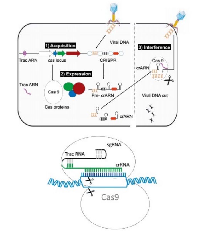 Origin of CRISPR-Cas molecular complexes of prokaryotes Crispr24