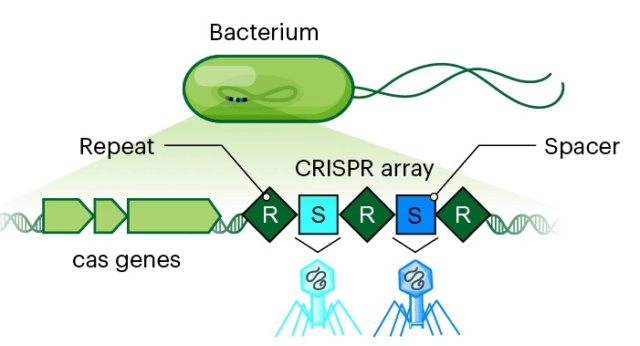 Origin of CRISPR-Cas molecular complexes of prokaryotes Crispr25