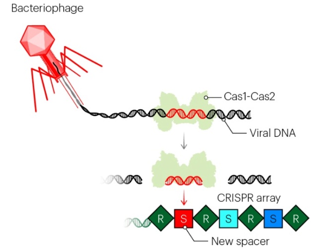 Origin of CRISPR-Cas molecular complexes of prokaryotes Crispr26