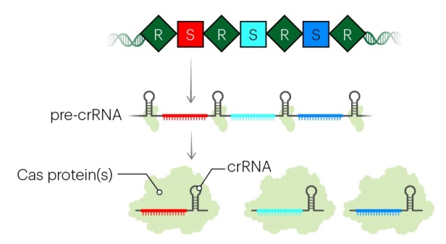 Origin of CRISPR-Cas molecular complexes of prokaryotes Crispr27