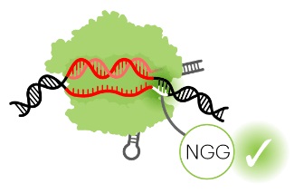 Origin of CRISPR-Cas molecular complexes of prokaryotes Crispr30