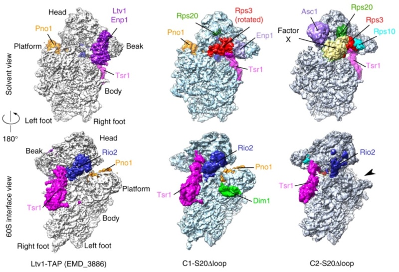 Translation through ribosomes,  amazing nano machines Cryo-e12