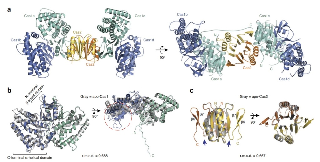 Origin of CRISPR-Cas molecular complexes of prokaryotes Crysta13