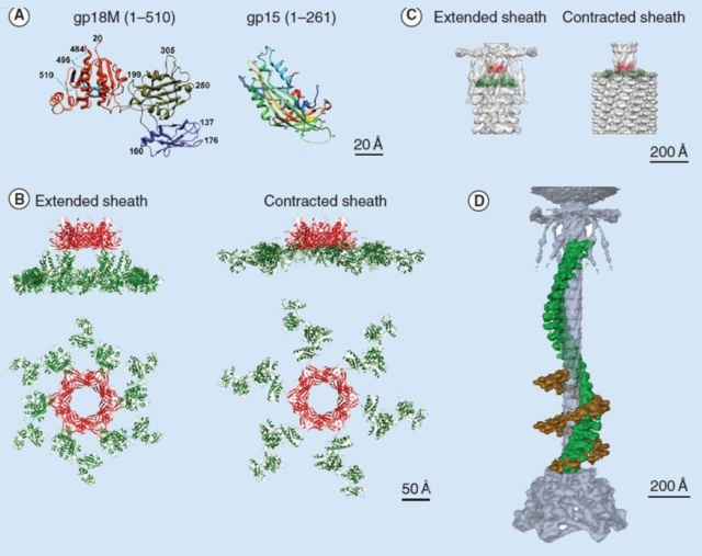 The amazing design of the T4 bacteriophage and its DNA packaging motor Crysta14
