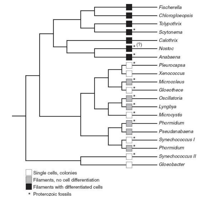 Mutation rate in cyanobacteria Cyanob10