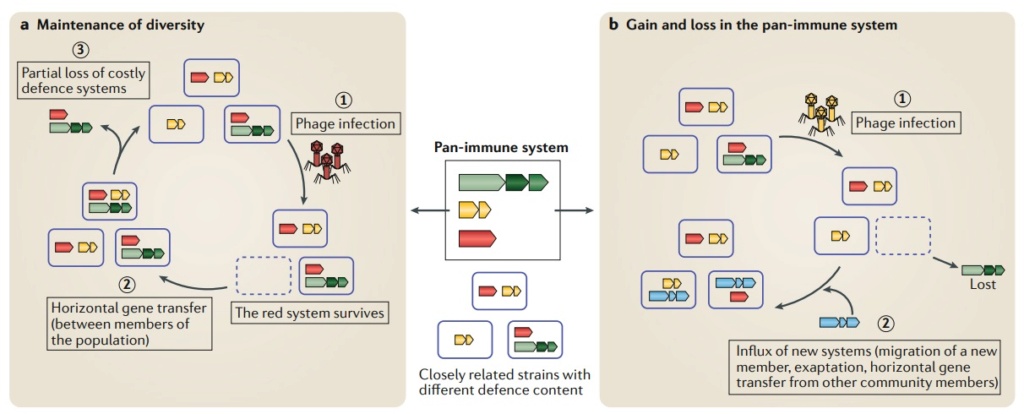 The pan-immune system of bacteria: antiviral defence as a community resource Defenc13