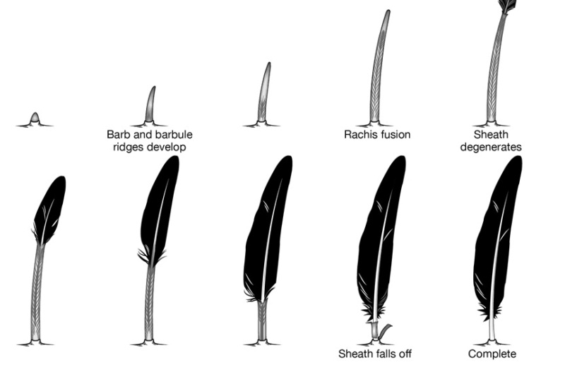 Can the origin of feathers be explained through evolution ?  Develo10