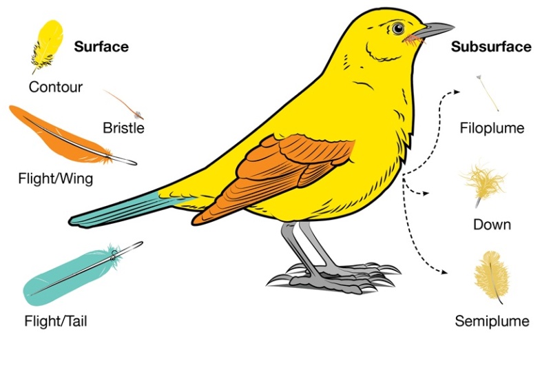 Can the origin of feathers be explained through evolution ?  Develo11