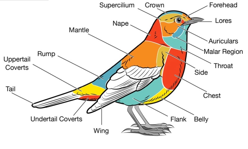 Can the origin of feathers be explained through evolution ?  Differ10