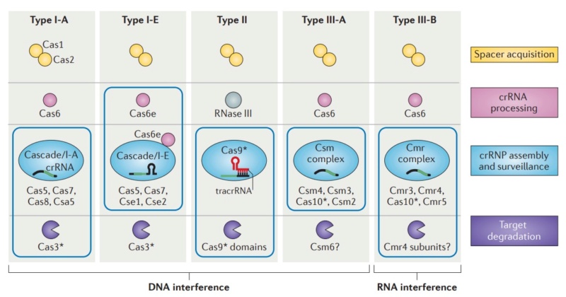 Origin of CRISPR-Cas molecular complexes of prokaryotes Divers11