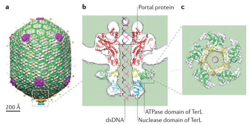 The amazing design of the T4 bacteriophage and its DNA packaging motor Dna_pa10