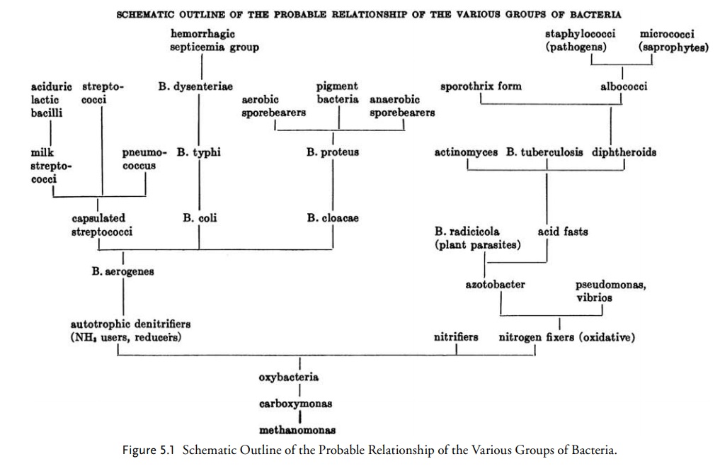 Prokaryotes Evolut10