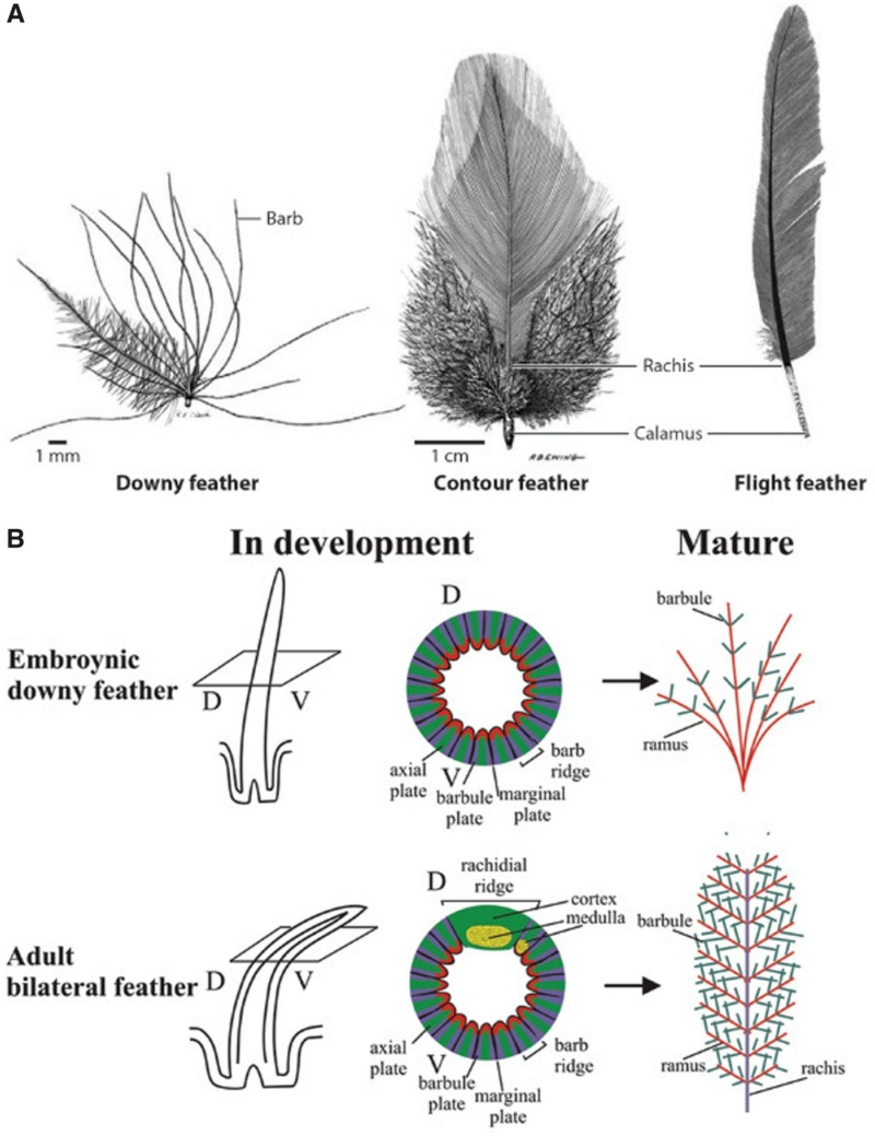 Can the origin of feathers be explained through evolution ?  Evy18011