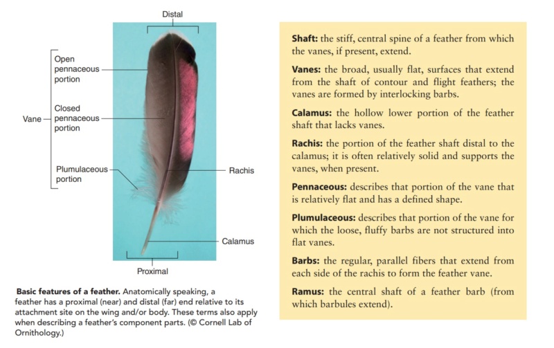 Can the origin of feathers be explained through evolution ?  Feathe38