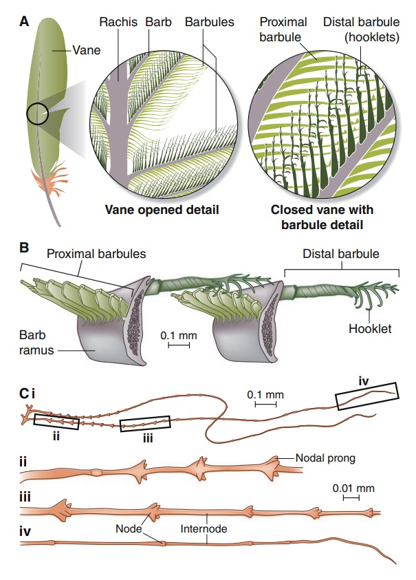 Can the origin of feathers be explained through evolution ?  Feathe39